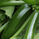 Vegetable Seeds 25 Zucchini Squash Fresh Seeds