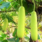 30 Count Vegetable Bottle Gourd Seeds Lauki Dudhi Calabash Long Melon Loki Indian Squash