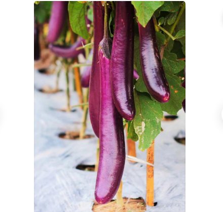 200 Count Vegetable Chinese Eggplant Seeds Purple Shine Eggplants Brinjal