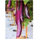 200 Count Vegetable Chinese Eggplant Seeds Purple Shine Eggplants Brinjal