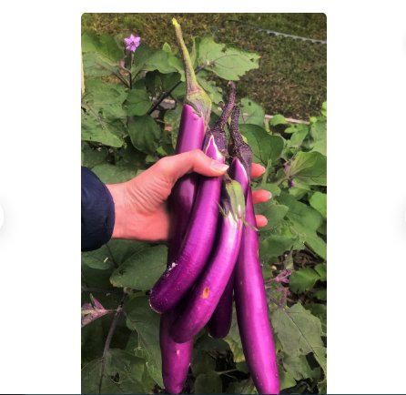 600 Count Vegetable Chinese Eggplant Seeds Purple Shine Eggplants Brinjal