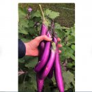 600 Count Vegetable Chinese Eggplant Seeds Purple Shine Eggplants Brinjal
