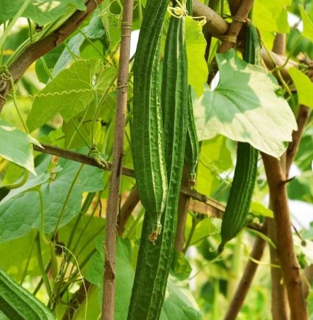60 Count VegetableAngled Luffa Seeds Loofah Loofa Gourd Squash
