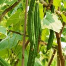 10 Count Vegetable Angled Luffa Seeds Loofah Loofa Gourd Squash
