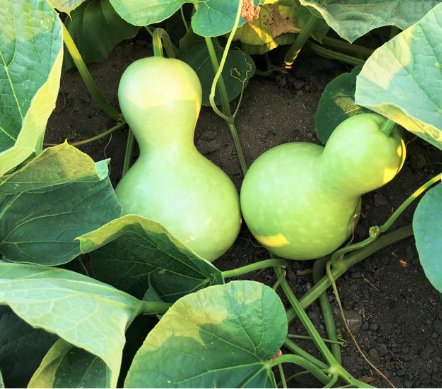 20 Count Vegetable Birdhouse Gourd Seeds Bird House Bottle Garden Calabash Pumpkin