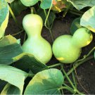20 Count Vegetable Birdhouse Gourd Seeds Bird House Bottle Garden Calabash Pumpkin