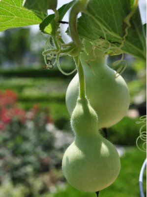 60 Count Vegetable Birdhouse Gourd Seeds Bird House Bottle Garden Calabash Pumpkin