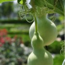 120 Count Vegetable Birdhouse Gourd Seeds Bird House Bottle Garden Calabash Pumpkin