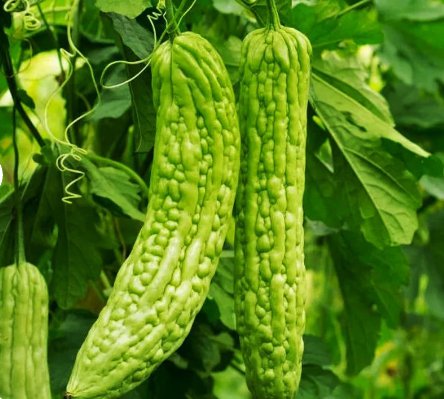 15 Count Vegetable Green Skin Bitter Melon Seeds Pear Gourd Karela