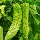 15 Count Vegetable Green Skin Bitter Melon Seeds Pear Gourd Karela