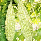 15 Count Vegetable White Pearl Bitter Melon Seeds Chinese Bitter Gourd