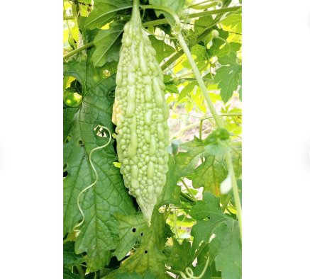 45 Count Vegetable White Pearl Bitter Melon Seeds Chinese Bitter Gourd