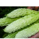 90 Count Vegetable White Pearl Bitter Melon Seeds Chinese Bitter Gourd