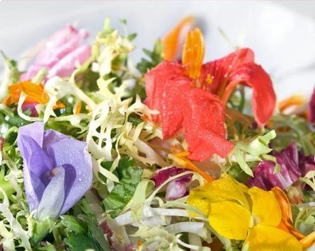 2.5g Seeds Edible Flower Heirloom Seed Mix Seed Packets