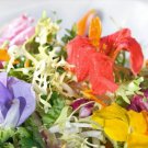 2.5g Seeds Edible Flower Heirloom Seed Mix Seed Packets