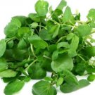 4000 Seeds Vegetable True Watercress Seeds Nasturtium