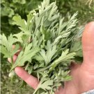 15000 Seeds Vegetable Yomogi Mugwort Seeds Artemisia princeps
