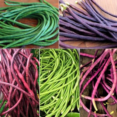 30 Seeds Vegetable 5 Colors Mix Yard Long Bean Seeds Purple, Green, Red, Pink, White