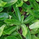 1200 Seeds Vegetable Culantro Seeds Ngo Gai Mexican Coriander