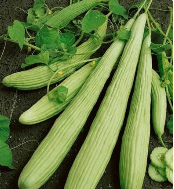 90 Seeds Vegetable Armenian Cucumber Seeds Yard Long Serpent Snake Melon Pale