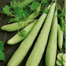 180 Seeds Vegetable Armenian Cucumber Seeds Yard Long Serpent Snake Melon Pale