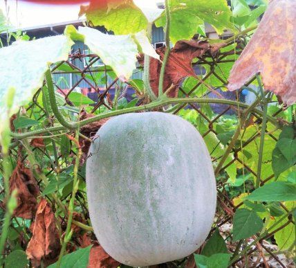10 Seeds Fruit Giant White Skin Winter Melon Seeds Ash Wax Gourd Chinese