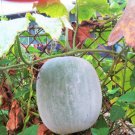 10 Seeds Fruit Giant White Skin Winter Melon Seeds Ash Wax Gourd Chinese