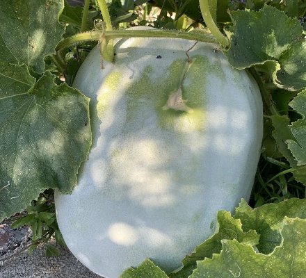 Melon Seeds Ash Wax Gourd Chinese 30 Seeds Fruit Giant White Skin Winter