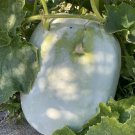 Melon Seeds Ash Wax Gourd Chinese 30 Seeds Fruit Giant White Skin Winter