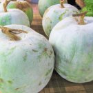 Chinese 60 Seeds Melon Seeds Ash Wax Gourd Fruit Giant White Skin Winter