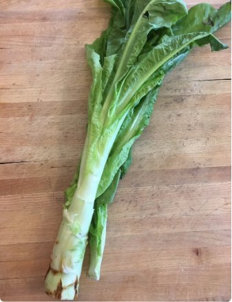 600 Count Vegetable Celtuce Seeds (Chinese Stem Lettuce)