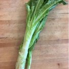 600 Count Vegetable Celtuce Seeds (Chinese Stem Lettuce)