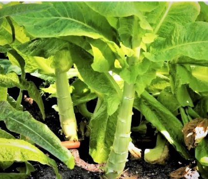 1200 Count Vegetable Celtuce Seeds (Chinese Stem Lettuce)