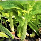 1200 Count Vegetable Celtuce Seeds (Chinese Stem Lettuce)
