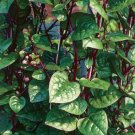 50 Count Vegetable Red Stem Malabar Spinach Seeds Ceylon Alugbati
