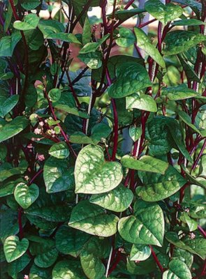 50 Count Vegetable Red Stem Malabar Spinach Seeds Ceylon Alugbati