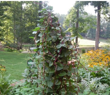 150 Count Vegetable Red Stem Malabar Spinach Seeds Ceylon Alugbati