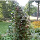150 Count Vegetable Red Stem Malabar Spinach Seeds Ceylon Alugbati