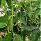 30 Count Vegetable White Yard Long Bean Seeds Asparagus Beans