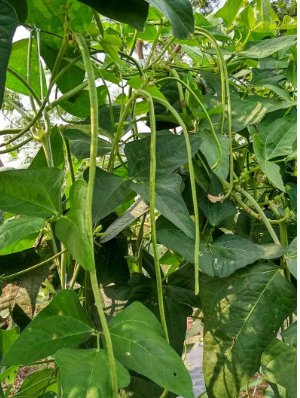 30 Count Vegetable White Yard Long Bean Seeds Asparagus Beans
