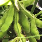 20 Count Vegetable Midori Giant Japanese Edamame Seeds Korean Chinese Soybean
