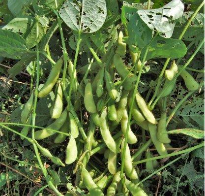 60 Count Vegetable Midori Giant Japanese Edamame Seeds Korean Chinese Soybean