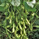 60 Count Vegetable Midori Giant Japanese Edamame Seeds Korean Chinese Soybean