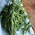 120 Count Vegetable Midori Giant Japanese Edamame Seeds Korean Chinese Soybean