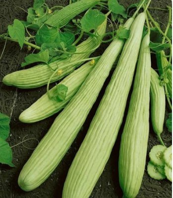 30 Count Vegetable Armenian Cucumber Seeds Yard Long Serpent Snake Melon Pale