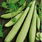 30 Count Vegetable Armenian Cucumber Seeds Yard Long Serpent Snake Melon Pale