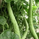 90 Count Vegetable Armenian Cucumber Seeds Yard Long Serpent Snake Melon Pale