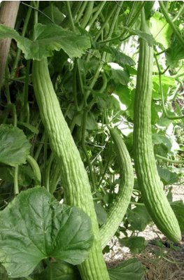 90 Count Vegetable Armenian Cucumber Seeds Yard Long Serpent Snake Melon Pale