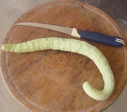 180 Count Vegetable Armenian Cucumber Seeds Yard Long Serpent Snake Melon Pale
