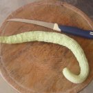 180 Count Vegetable Armenian Cucumber Seeds Yard Long Serpent Snake Melon Pale